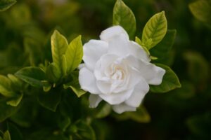 gardenia,jasminoides,flower,with,green,leaves,in,nature,garden